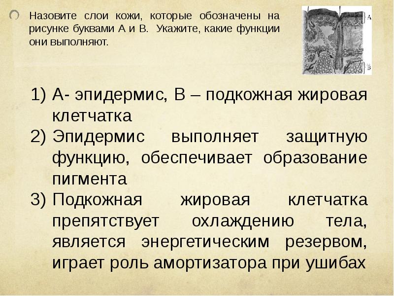 Назовите слои кожи человека обозначенные на рисунке а и б укажите функции которые они выполняют