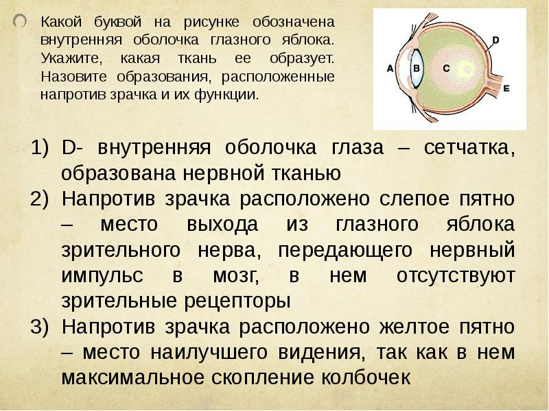 Какой буквой на рисунке обозначена структура глаза в которой возникают нервные импульсы