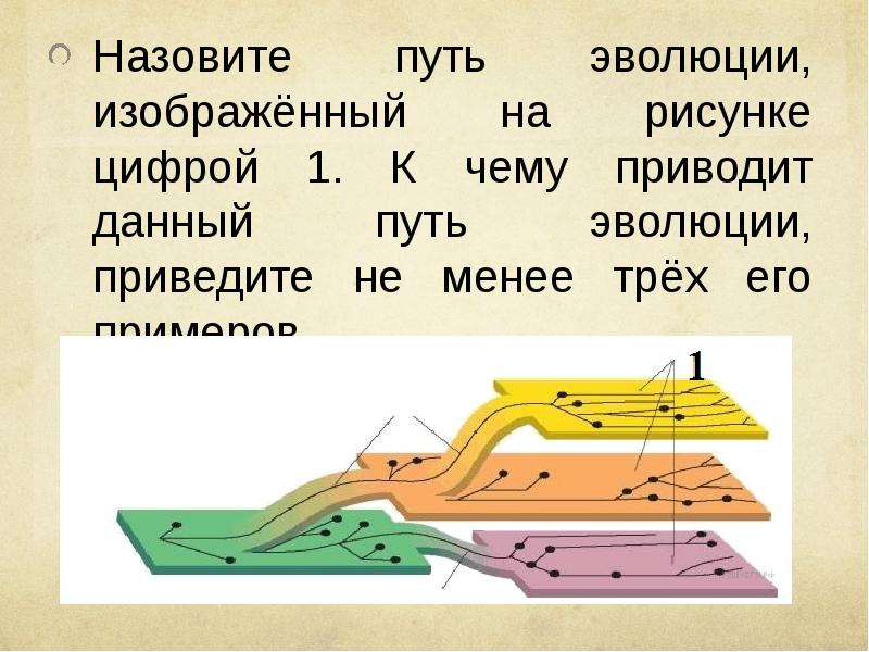 Назовите путь эволюции изображенный на рисунке цифрой 1 к чему приводит данный