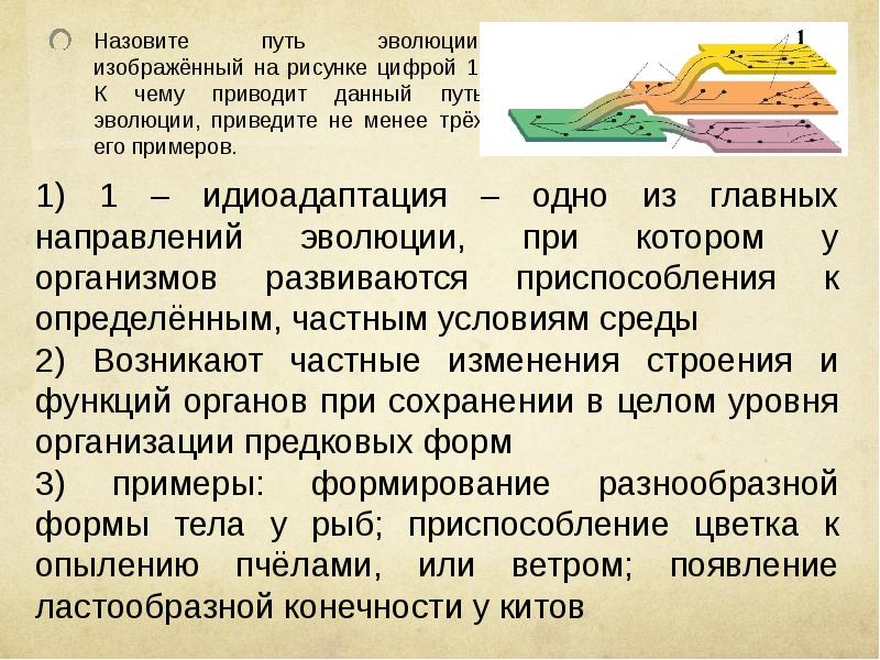 Укажите название пути эволюции которое отмечено на рисунке цифрой 2 введите слово в поле ответа