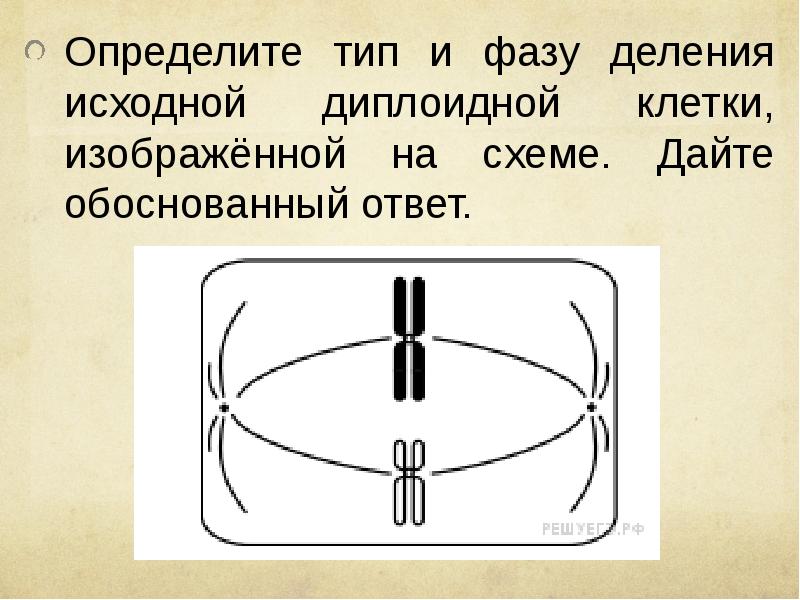 Назовите тип и фазу деления диплоидной клетки изображенной на рисунке