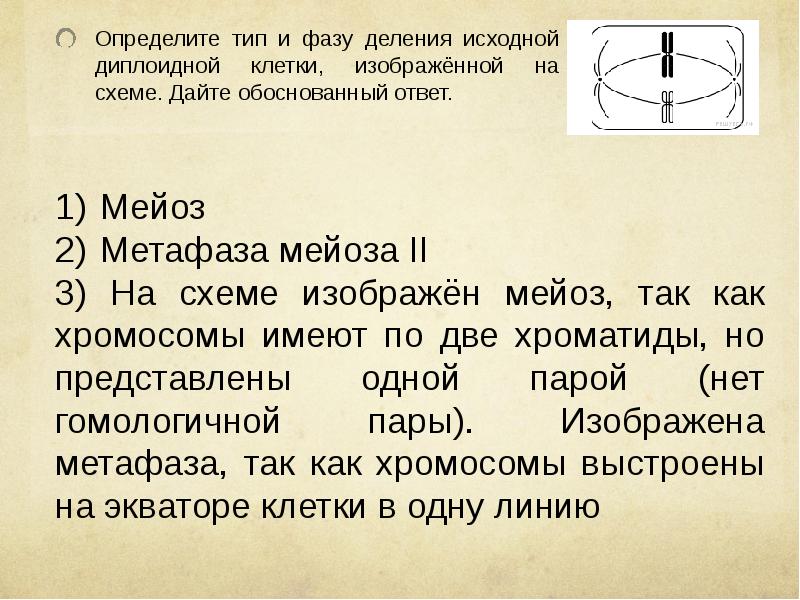 Назовите тип и фазу деления исходной диплоидной клетки изображенной на схеме