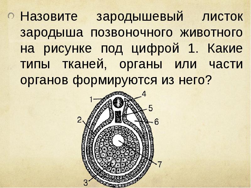 Рассмотрите рисунок и назовите зародышевый листок позвоночного животного обозначенный цифрой 2 какие