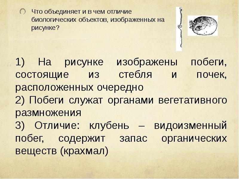 Что объединяет и в чем отличие биологических объектов изображенных на рисунке картофель и побег