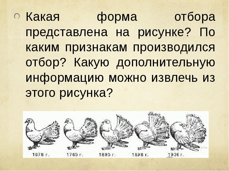 Какая форма отбора представлена на рисунке по каким признакам производился