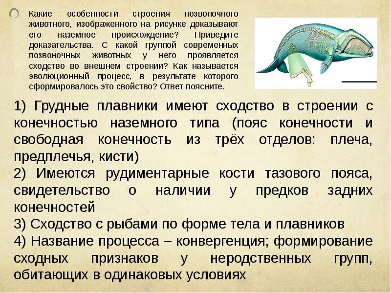 Какие органы изображены на рисунке и в результате какого эволюционного процесса они сформировались