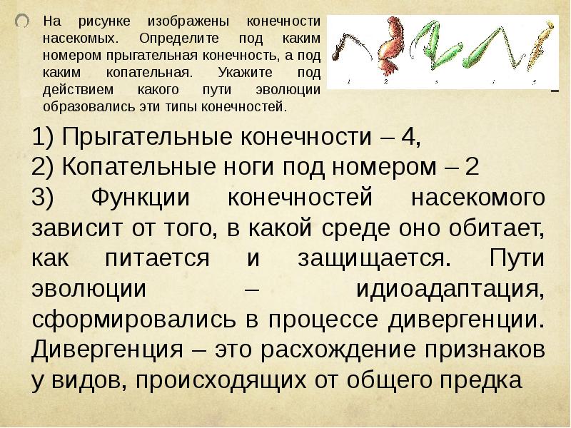 Какими цифрами на рисунке обозначены соответственно прыгательная и копательная конечности насекомых