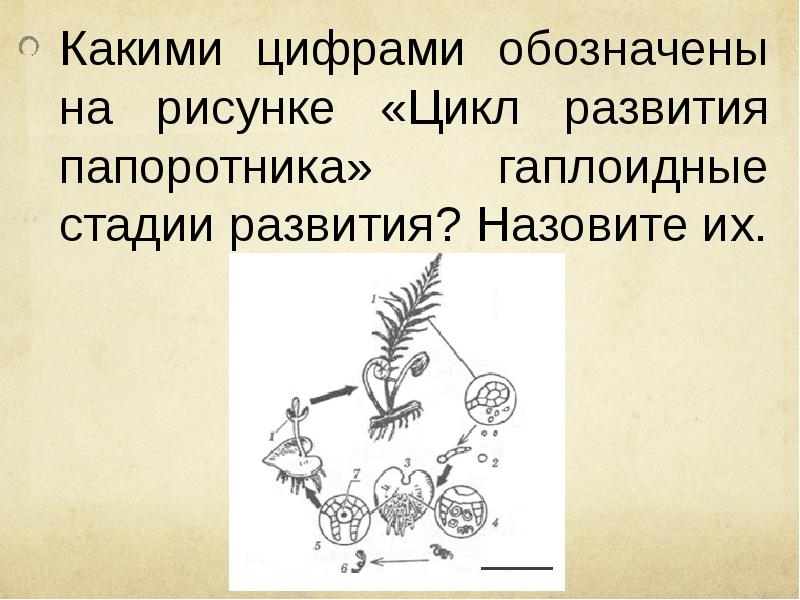 Стадия жизненного цикла папоротника обозначена цифрой на рисунке