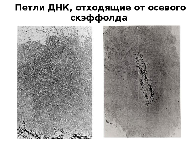 Петли днк прокариот. Петли днк. Схема дифференцировки участка днк. Хромомерный уровень компактизации. Петли днк.