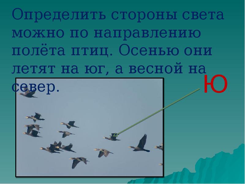 Определенно этот мир. Ориентировка на местности по птицам. Как летят птицы на Юг. Ориентирование по полету птиц. Ориентирование по птицам.