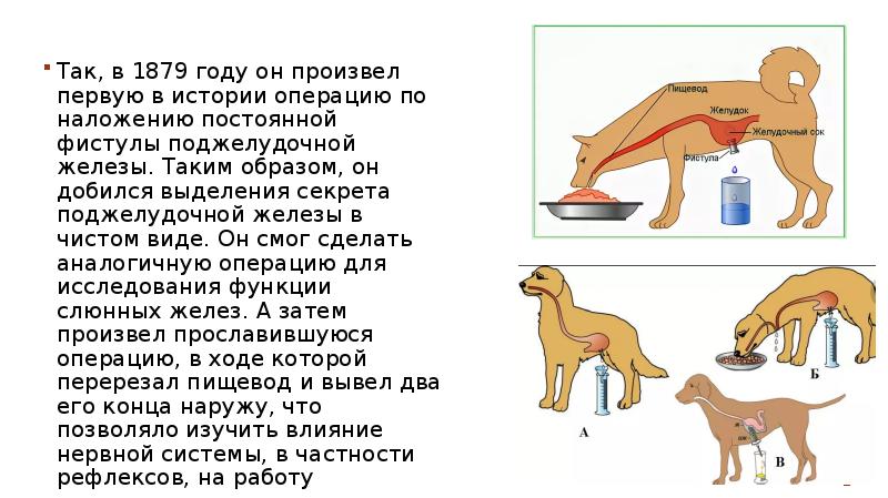 Схема формирования малого экспериментального желудочка по павлову