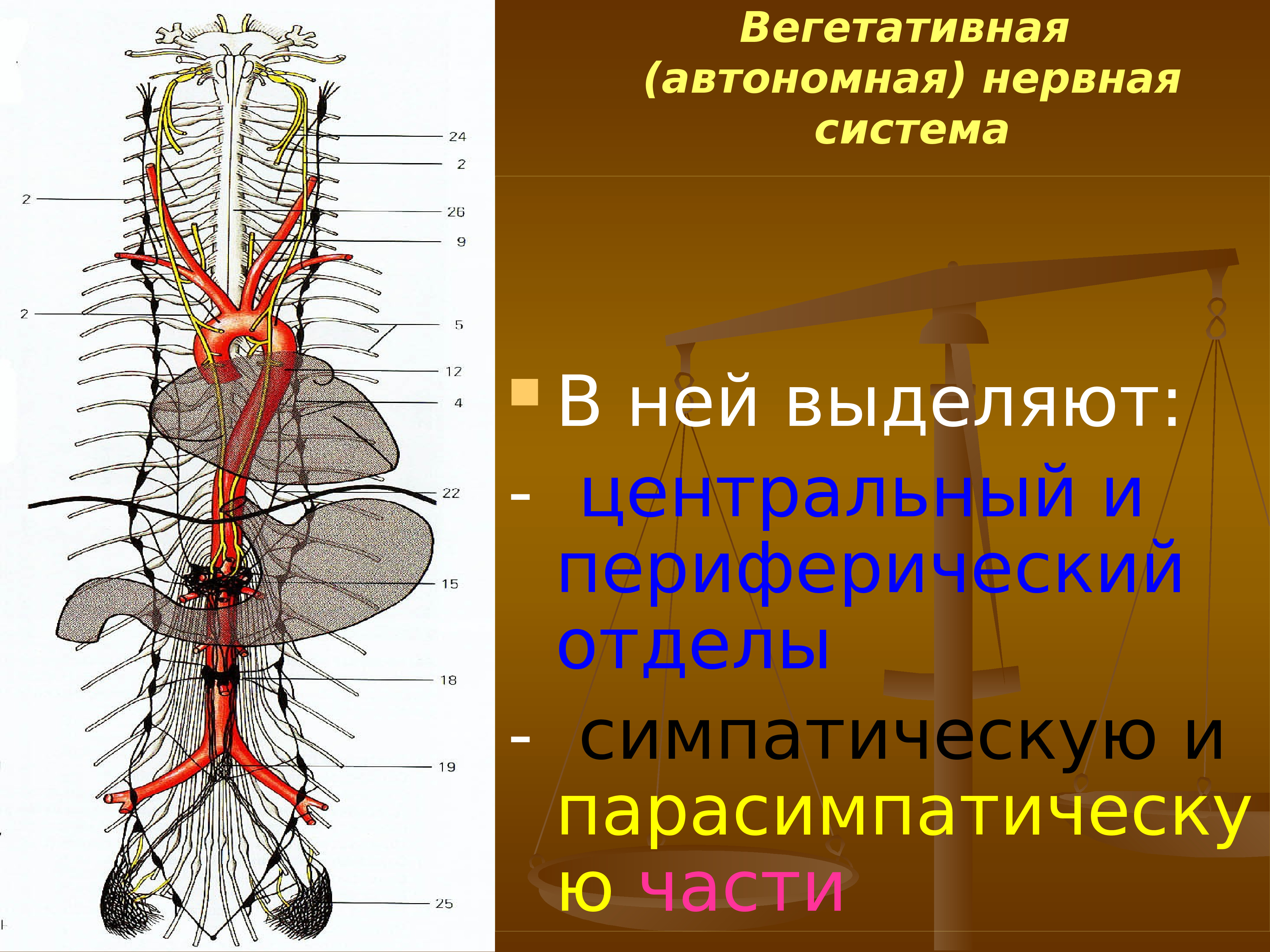 Как нервная система регулирует органы. Вегетативная автономная нервная система презентация. Вегетативная НС анатомия. Вегетативная нервная сист. Вегетативнаянерваня система.