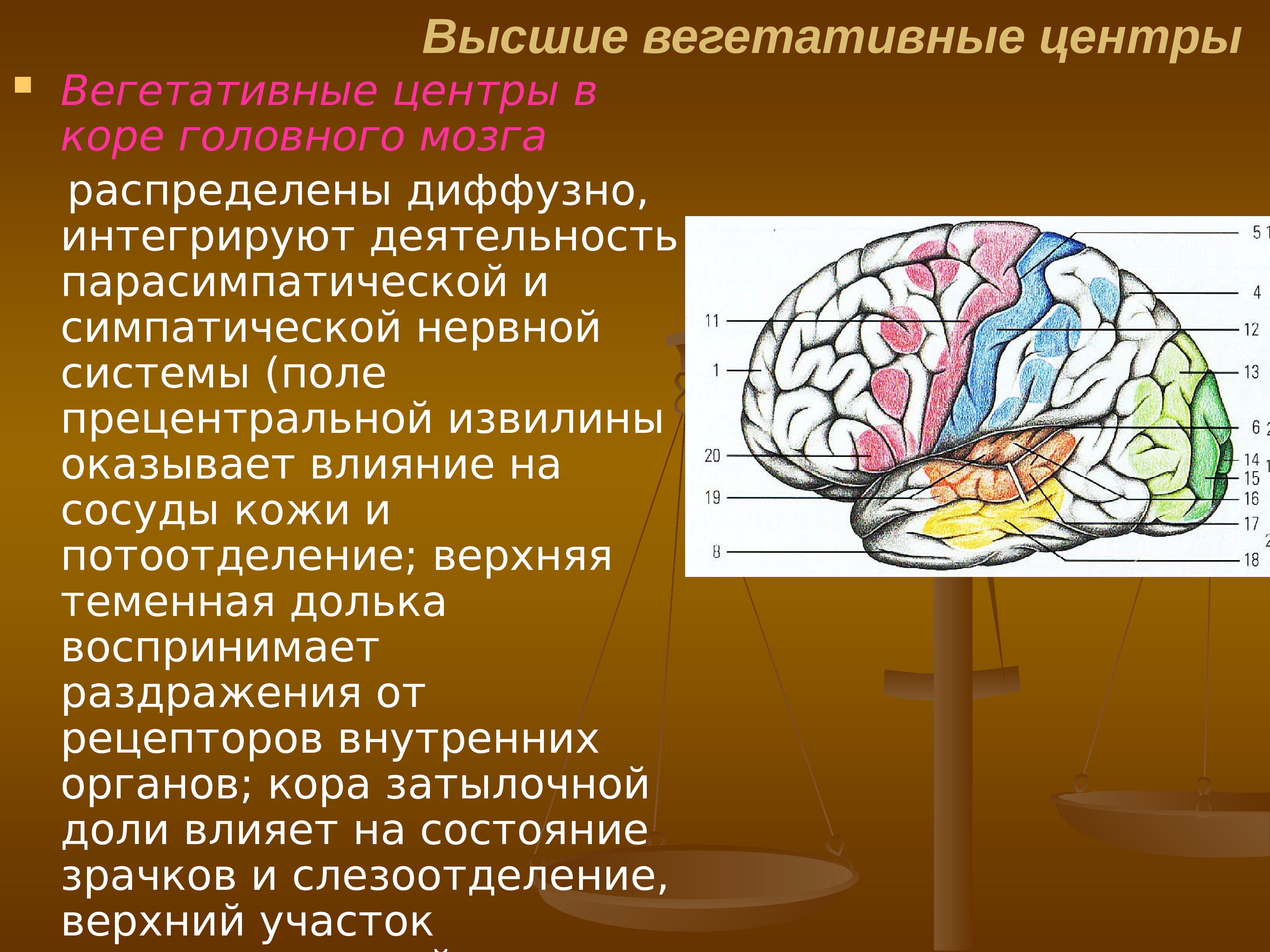 Высший вегетативный центр находится в. Высшие вегетативные центры. Вегетативные центры мозга. Высший вегетативный центр головного мозга. Вегетативный мозг.