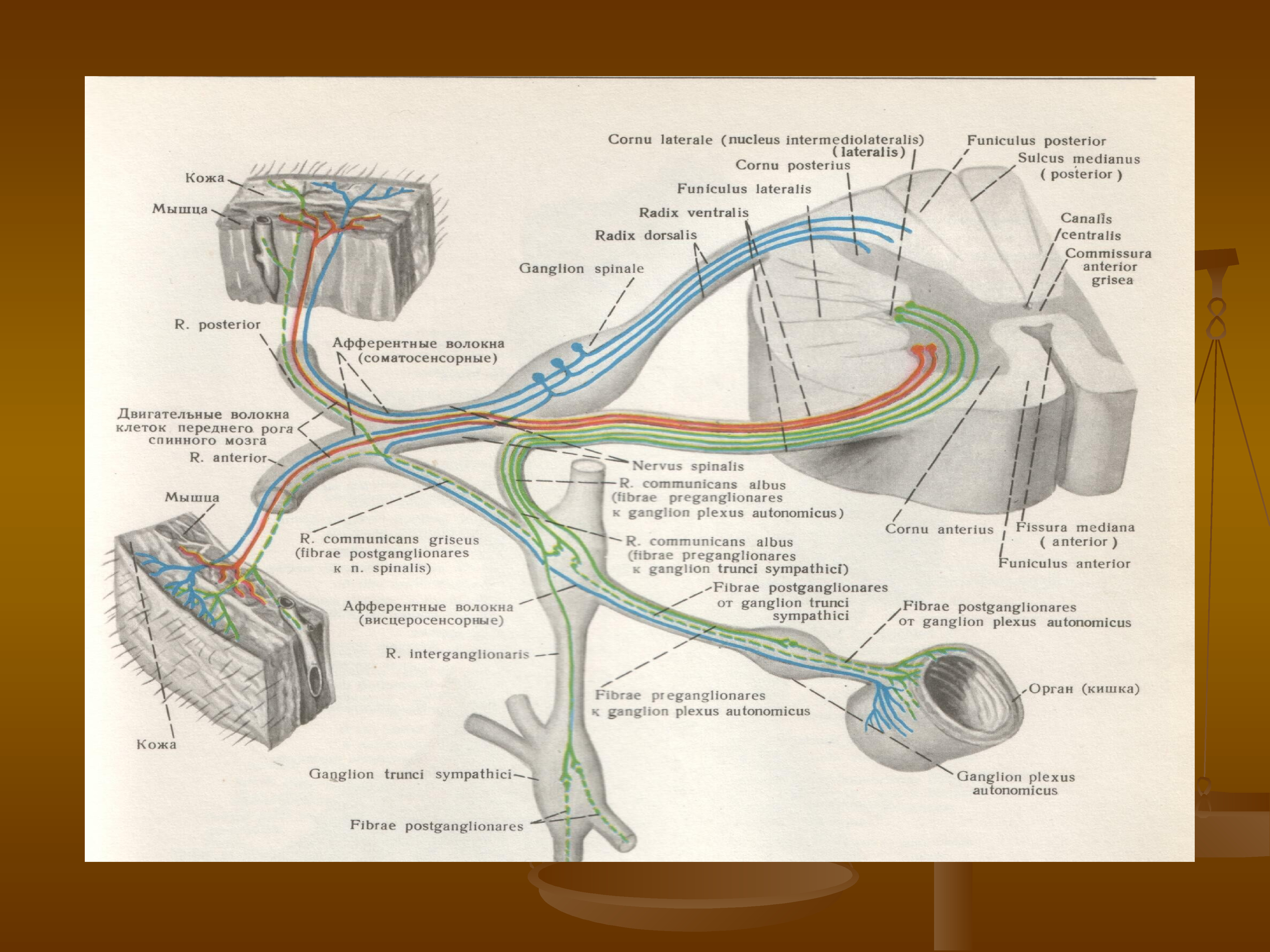 Где расположены вегетативные симпатические нейроны. Вегетативная нервная система. Ganglion trunci sympathici. Постганглионарные волокна к мышце, расширяющей зрачок, подходят:. Анатомия области шеи сосуды нервы.