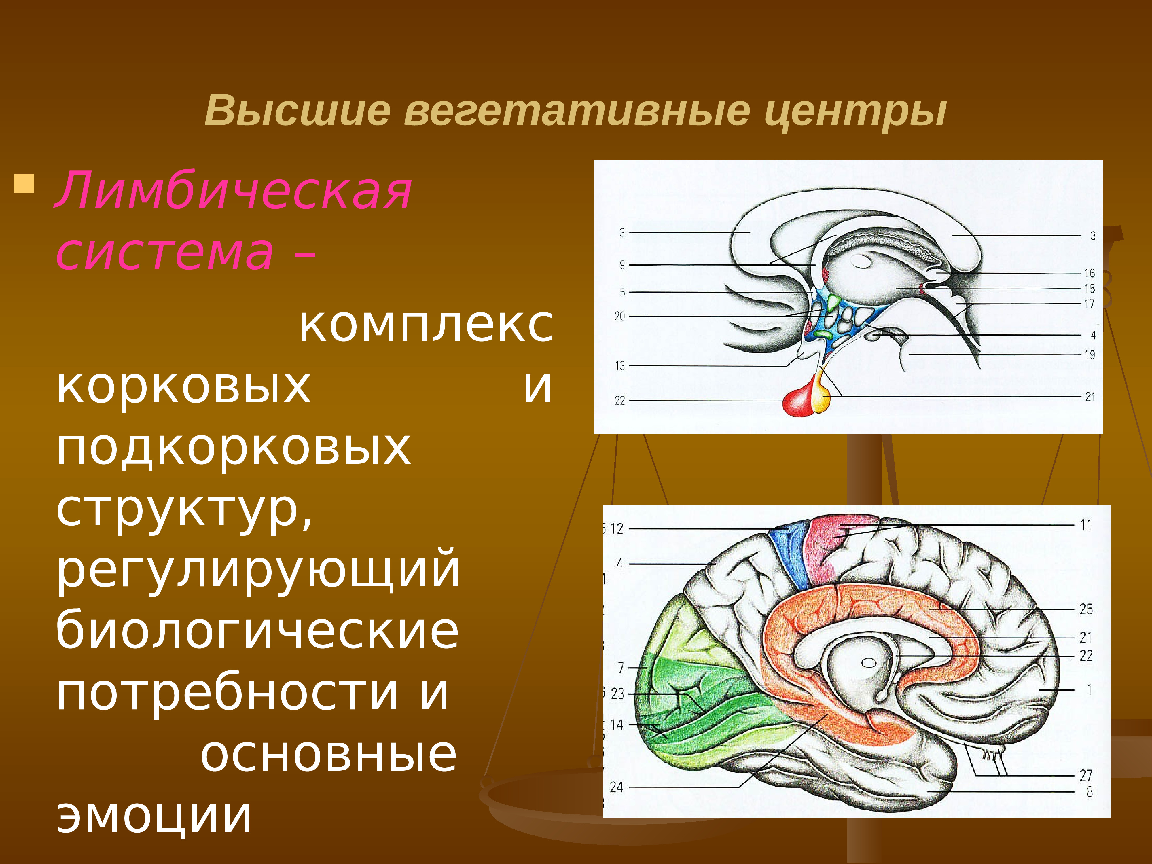 Подкорковые вегетативные центры