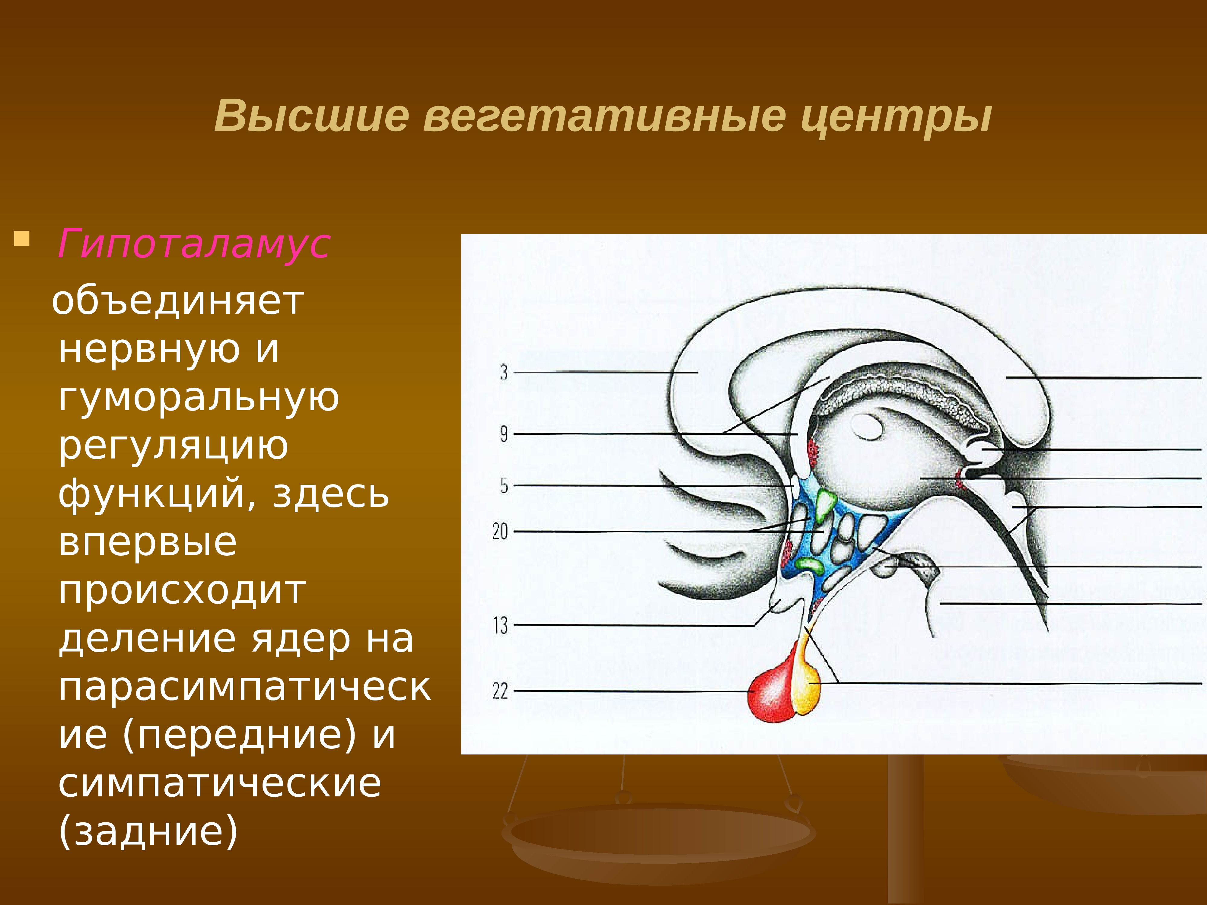 Нервные центры высших функций. Гипоталамус центр вегетативной нервной. Высший центр регуляции вегетативной нервной системы. Подкорковый центр вегетативной нервной системы. Вегетативные центры гипоталамуса.