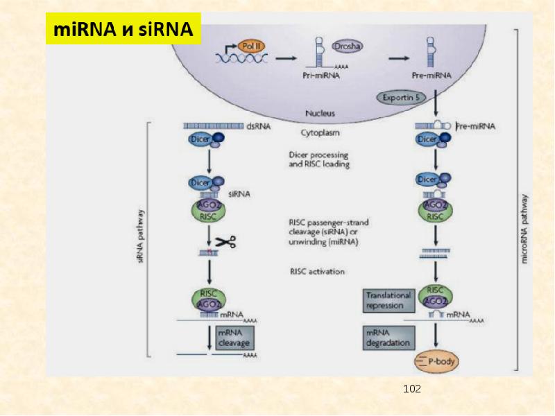Интерферирующая рнк. Малые интерферирующие РНК. Малые РНК презентация. Малые двуспиральные РНК иммунология. Малая Регуляторная РНК.