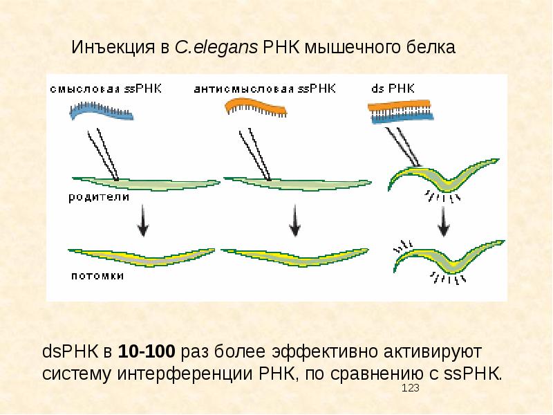 Интерференция рнк презентация