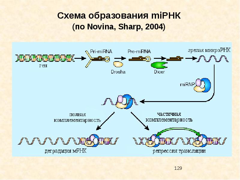Интерферирующая рнк. Малые интерферирующие РНК. Малая интерферирующая РНК. MIРНК. Действие MIРНК И SIРНК.