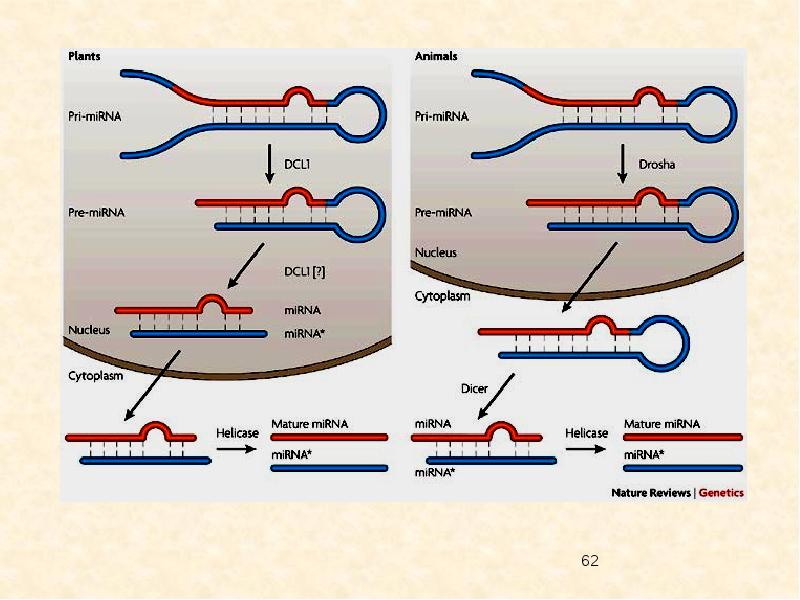 Интерферирующая рнк. Малая интерферирующая РНК. РНК интерференция механизм. РНК интерференция МИРНК. Малые двуспиральные РНК.