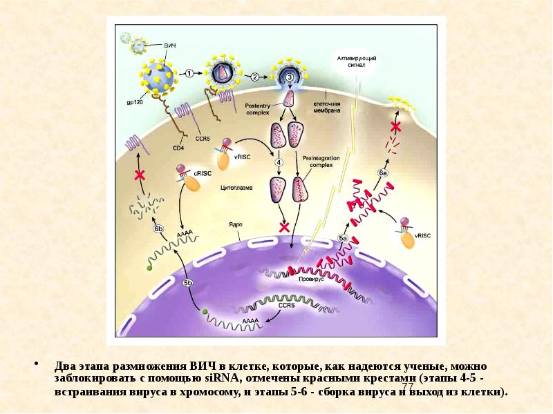 Стадии размножения днк содержащих вирусов. Синтез вирусной ДНК. Этапы размножения ВИЧ. Блокирует Синтез вирусной РНК клетке.
