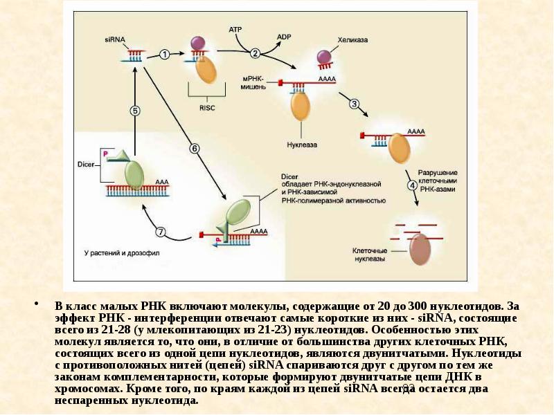 Рнк интерференция роль. РНК интерференция презентация. Малые РНК презентация. РНК интерференция в растениях. Образование "зрелых" молекул м-РНК.