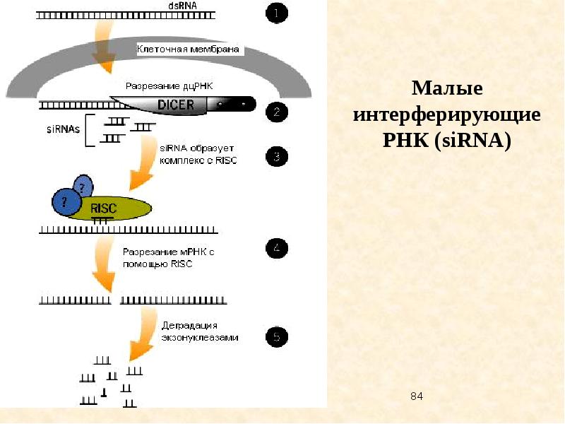 Малые рнк. Малая интерферирующая РНК функция. Короткие интерферирующие РНК. РНК интерференция. РНК интерференция механизм.