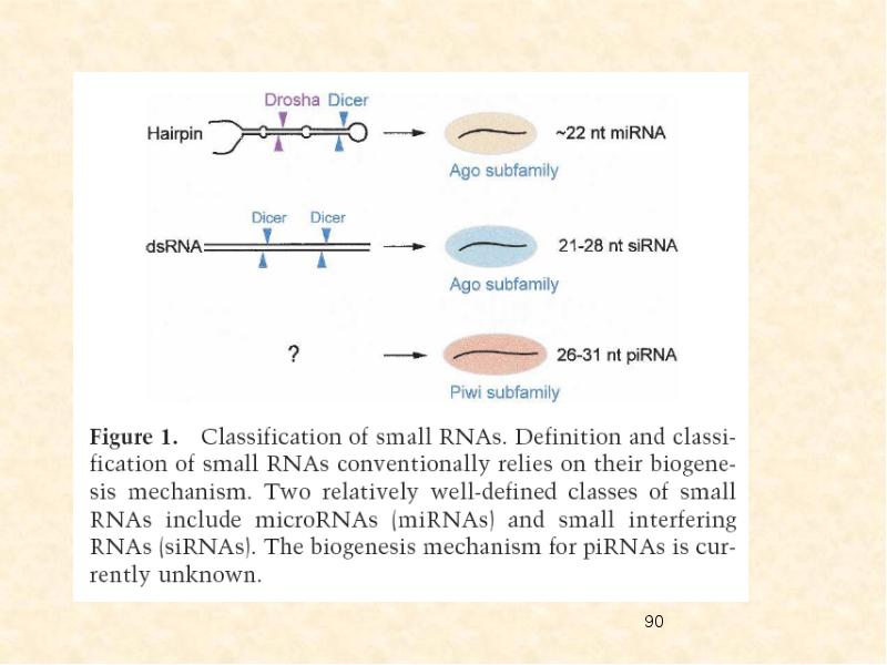Интерферирующая рнк. РНК интерференция MIРНК. РНК-зонды. Mirna Sirna difference. Chinetis Drosha.