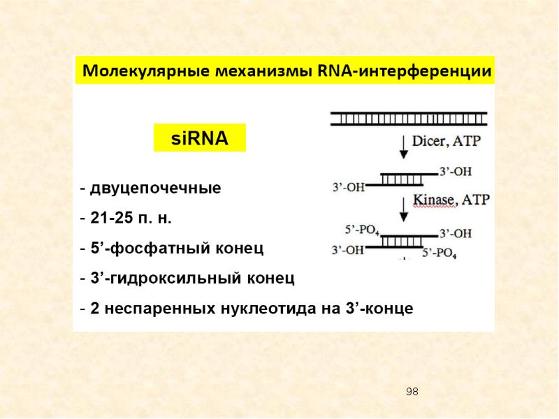 Интерферирующая рнк. РНК для презентации. Палиндром РНК. В реакцию с аминокислотами вступает РНК. Какую функцию выполняет малая интерферирующая РНК?.