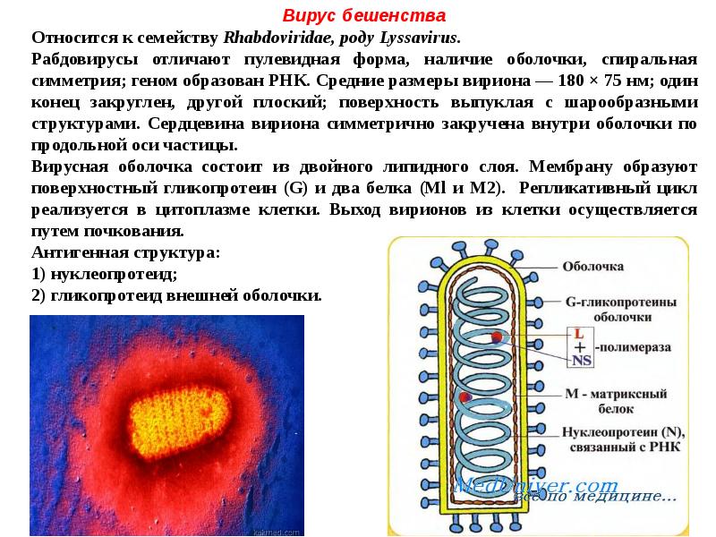 Наличие вируса. Строение вируса бешенства микробиология. Схема строения вируса бешенства. Структура вириона бешенства. Вирус бешенства микробиология морфология.