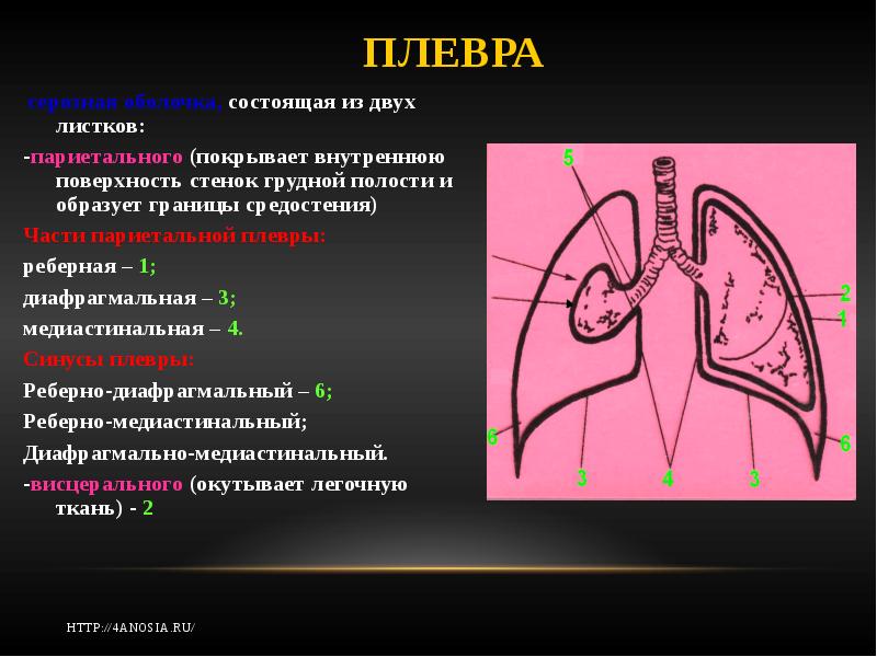 Висцеральная плевра. Париетальная плевра. Париетальная плевра легких. Листки плевры. Медиастинальная плевра.