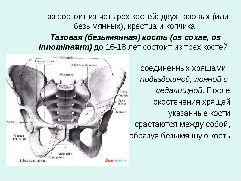 Область нижнего таза