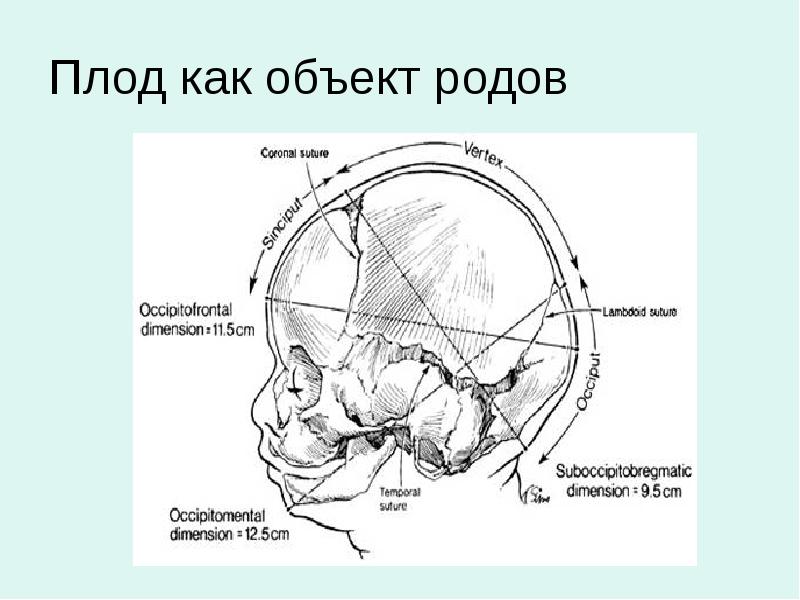 Размеры головки плода