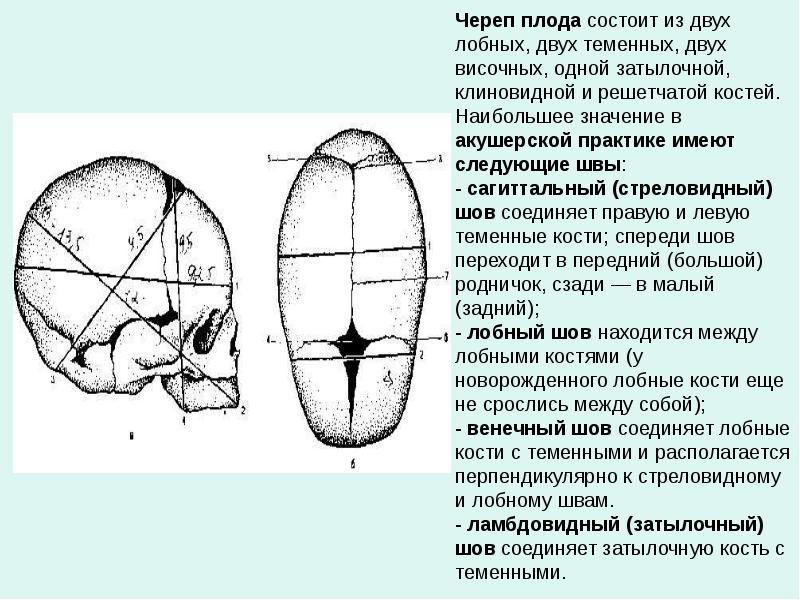 Головка плода как объект родов презентация