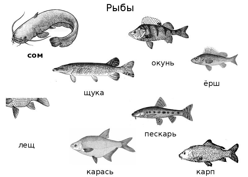 Виды рыб картинки для детей