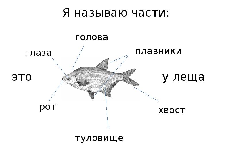 На рисунке изображены сом и щука длина щуки 50