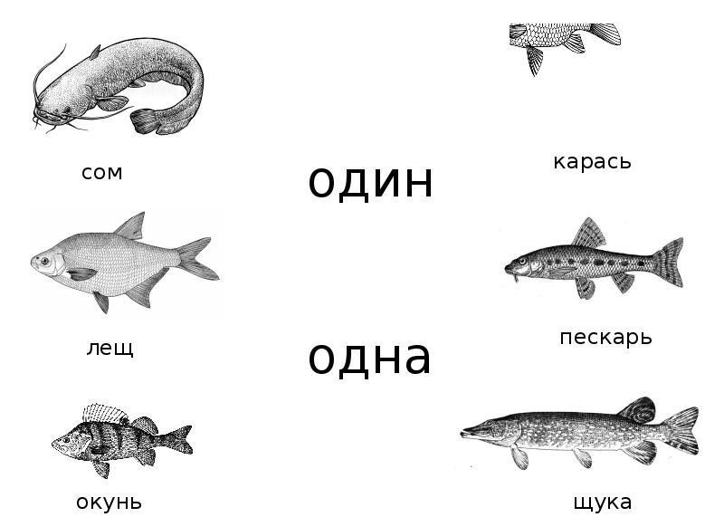 На рисунке изображены щука и окунь длина окуня 20 см какова примерная длина щуки ответ