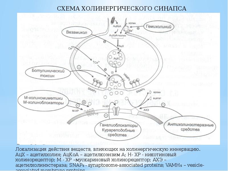 Холинергиялық синапстың құрылысы мен қызметі арасындағы байланыс презентация