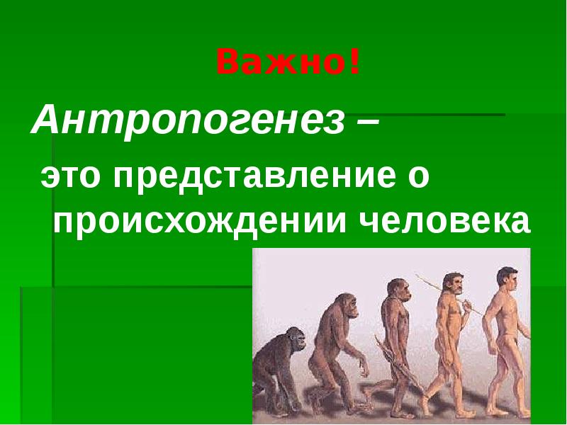 Этапы эволюции человека проект