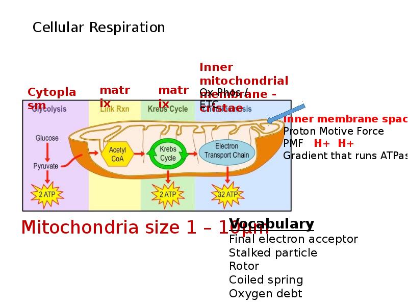 Cellular Respiration