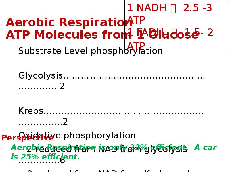 Aerobic Respiration  ATP Molecules from 1 Glucose Substrate Level phosphorylation