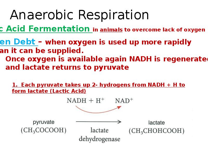 Anaerobic Respiration