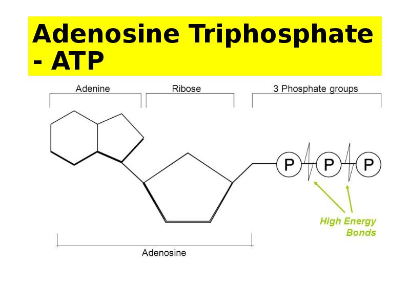 Adenosine Triphosphate - ATP