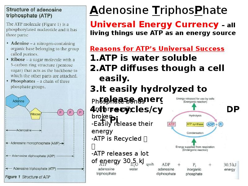 Adenosine TriphosPhate