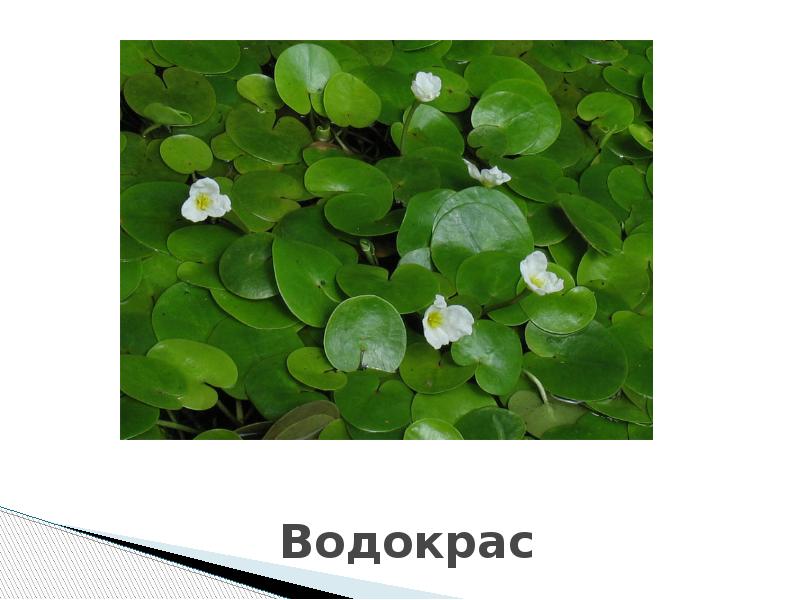 Растения для водоемов. Водокрас обыкновенный фото и описание