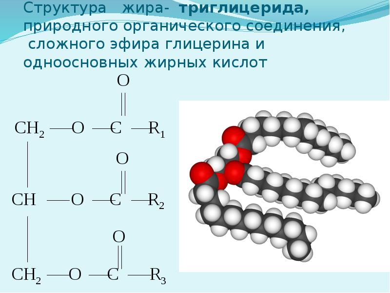 Схема образования молекулы жира