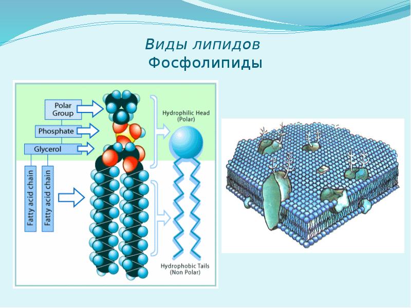 Липиды презентация 9 класс по биологии