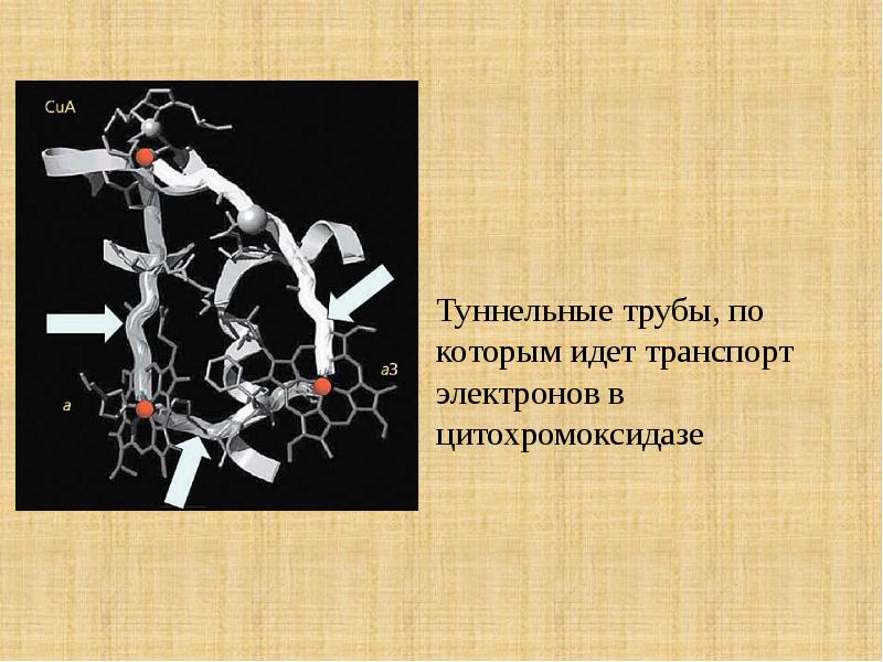 Презентация биофизика человека