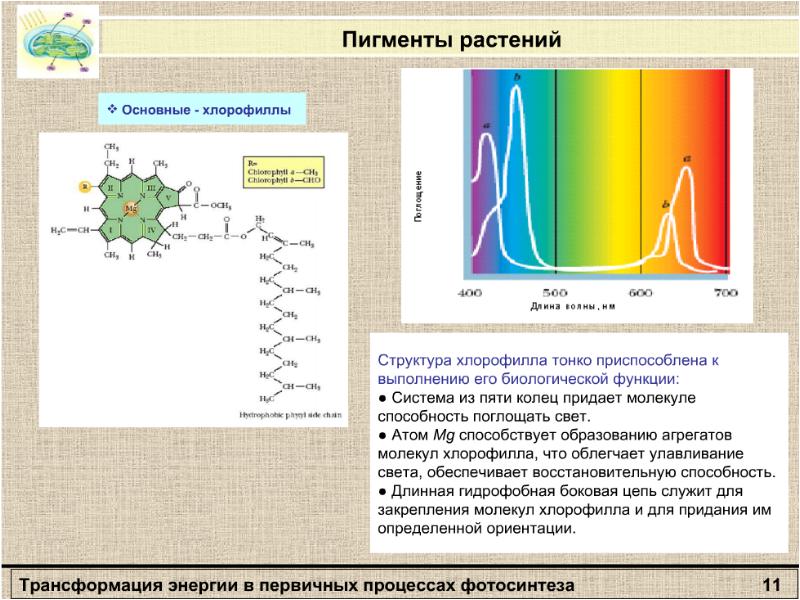 Пигменты растений презентация