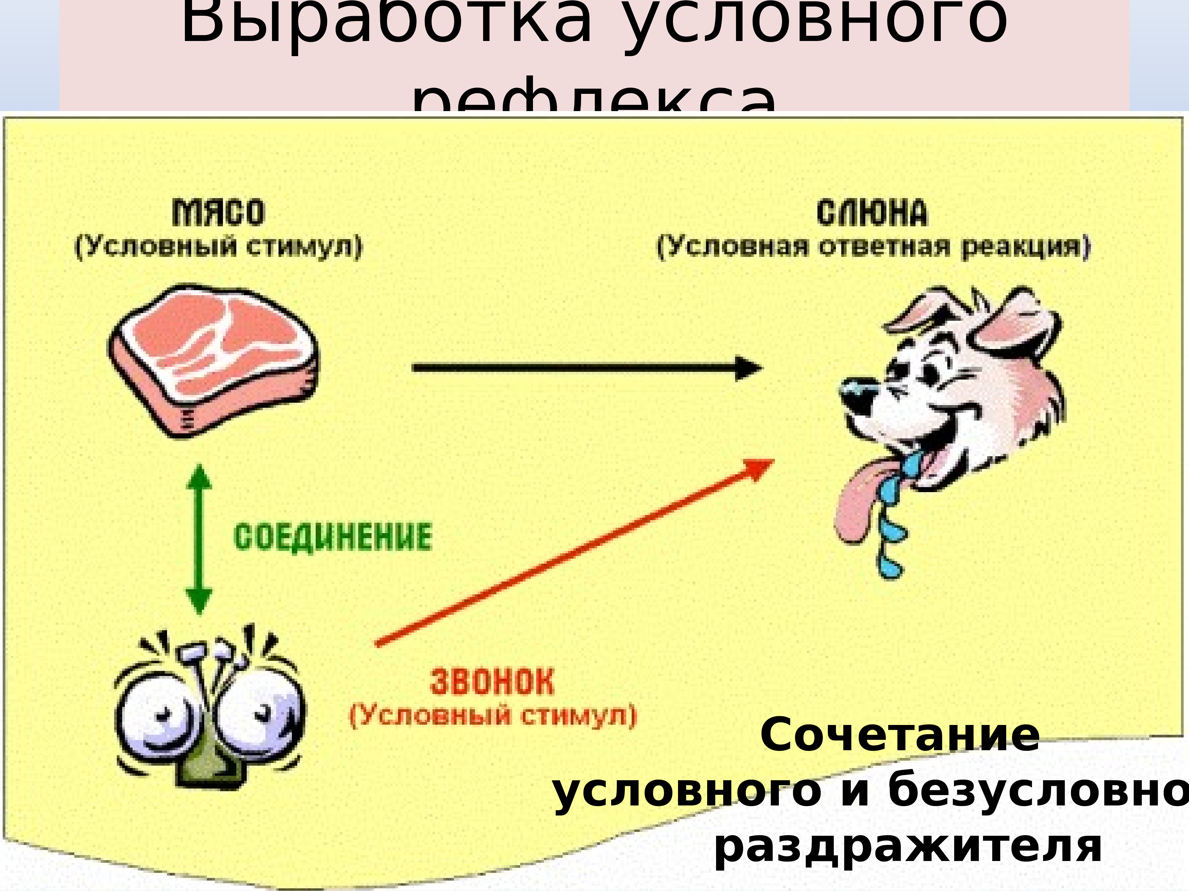 Раздражители условного рефлекса. Выработка условного рефлекса. Рефлексы условные приобретенные дуги временные и. Как вырабатываются условные рефлексы. Выработка условных рефлексов у детей.